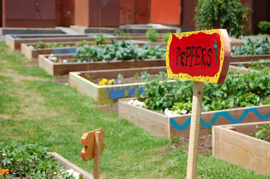 Community vegetable garden