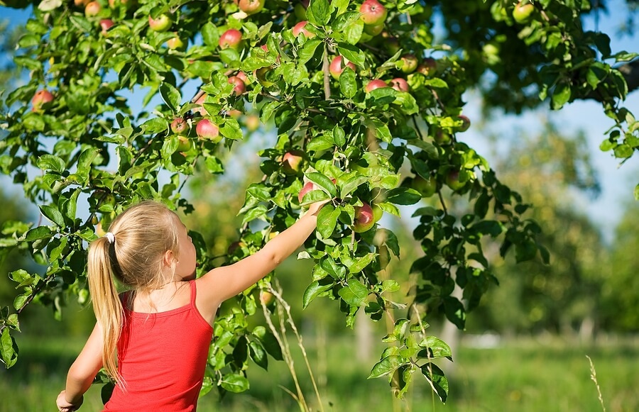 Young girl in tank top reaching for applw on tree.