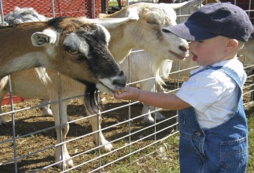 SpringActivities,FarmAnimals,FeedingFamrAnimals,FeedingGoats,KidFeedingGoats