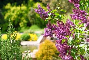 Blooming lilac bush in botanical garden