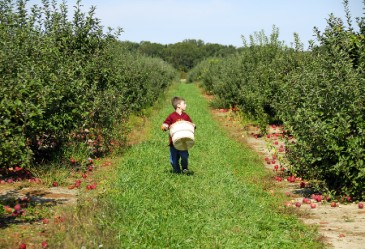 ApplePickingCandlesticks