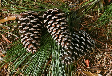 Pinecones