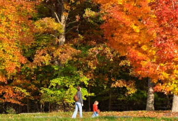 NaturePicturesFoliage