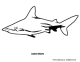 Shark Coloring Page