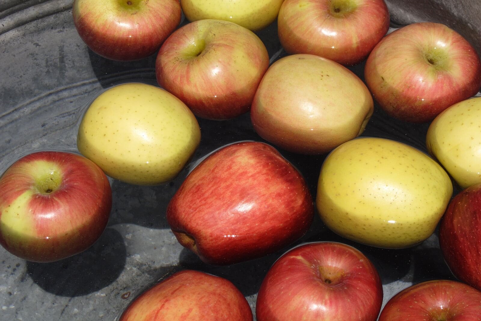 Apples on a pail of water