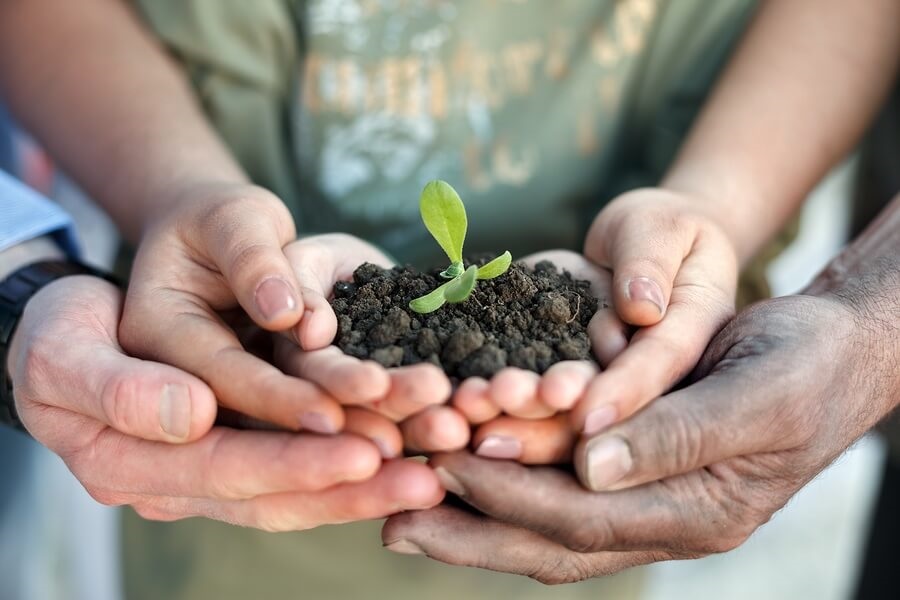 Family hands holding seedling