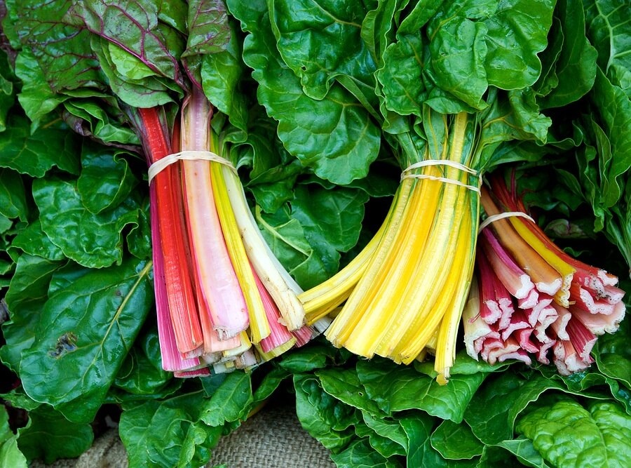 Close up of rainbow chard