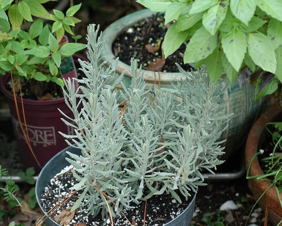 Potted herbs